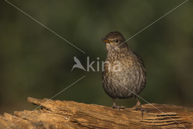 Eurasian Blackbird (Turdus merula)