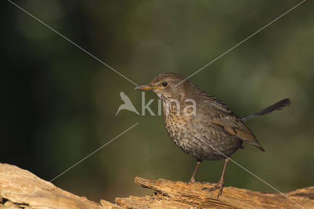 Merel (Turdus merula)