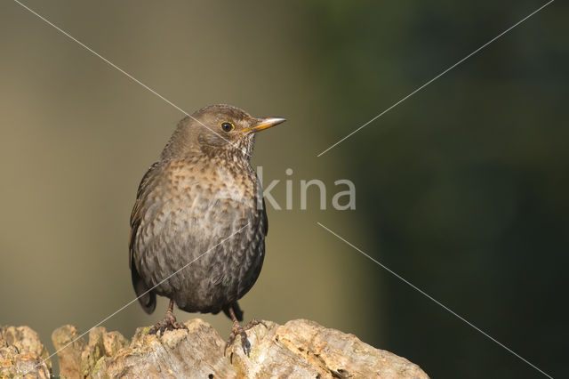 Merel (Turdus merula)