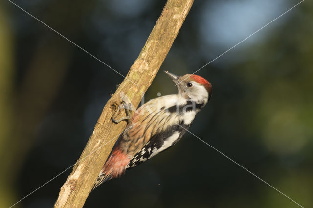 Middelste Bonte Specht (Dendrocopos medius)