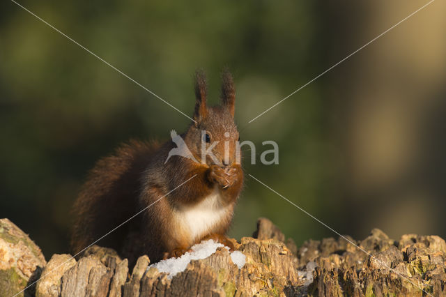 Red Squirrel (Sciurus vulgaris)