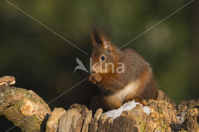 Eekhoorn (Sciurus vulgaris)