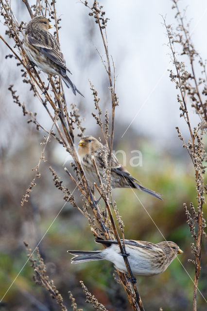 Twite (Carduelis flavirostris)