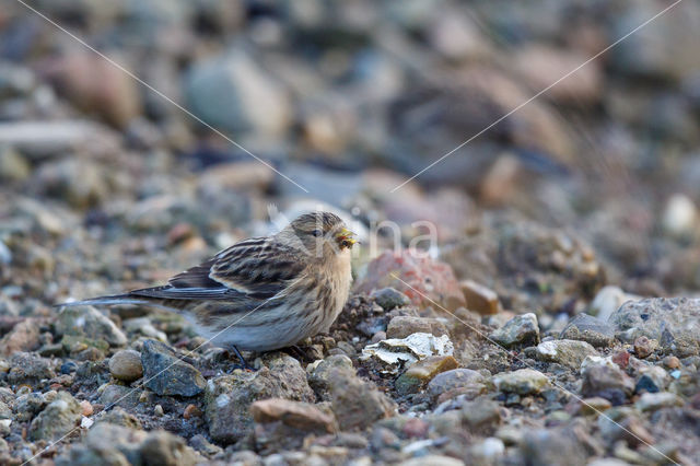 Twite (Carduelis flavirostris)