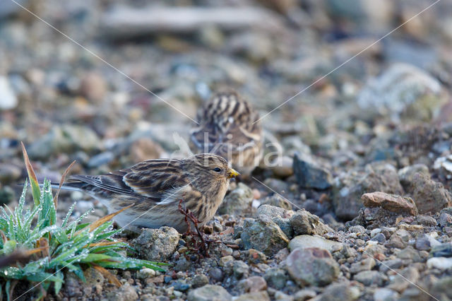 Twite (Carduelis flavirostris)