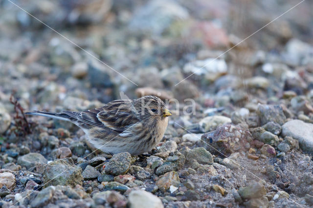 Twite (Carduelis flavirostris)