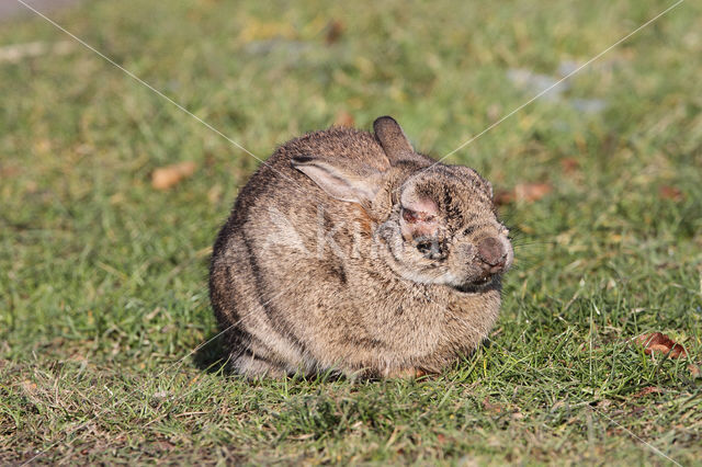 Konijn (Oryctolagus cuniculus)