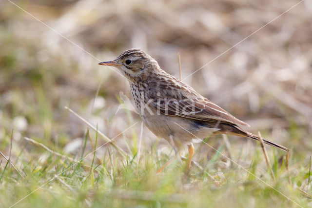 Blyth's Pipit (Anthus godlewskii)