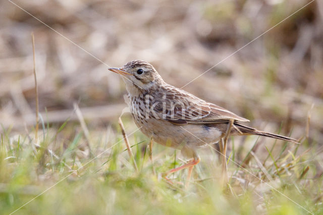 Blyth's Pipit (Anthus godlewskii)