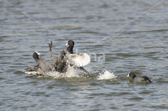 Meerkoet (Fulica atra)