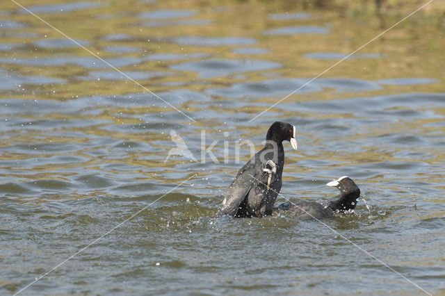 Meerkoet (Fulica atra)