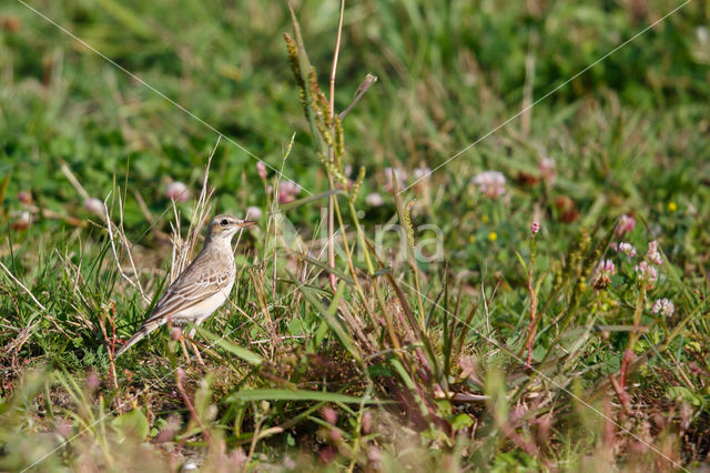 Duinpieper (Anthus campestris)