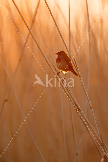 Bluethroat (Luscinia svecica)