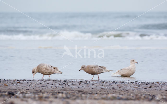 Grote Burgemeester (Larus hyperboreus)