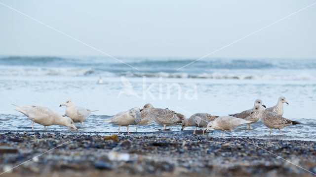 Grote Burgemeester (Larus hyperboreus)