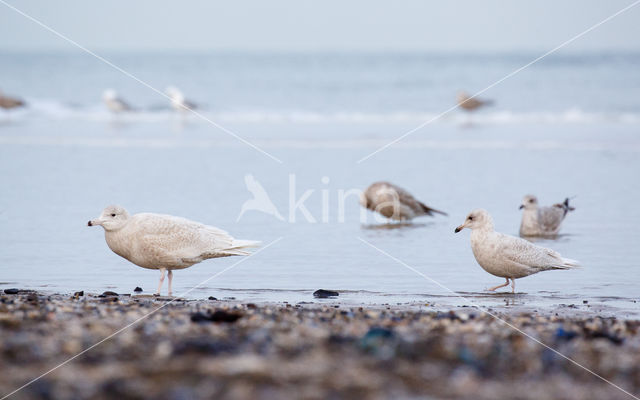 Glaucous Gull (Larus hyperboreus)