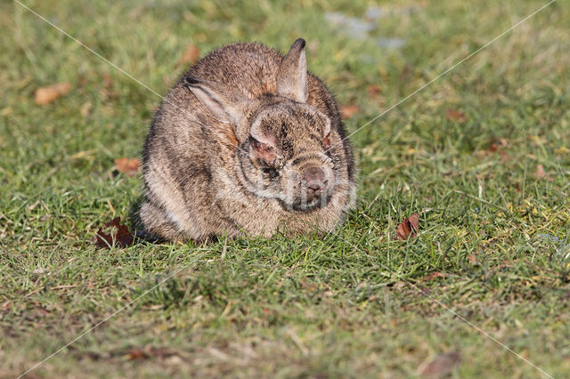 Konijn (Oryctolagus cuniculus)