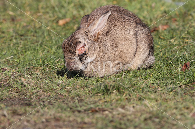 Konijn (Oryctolagus cuniculus)