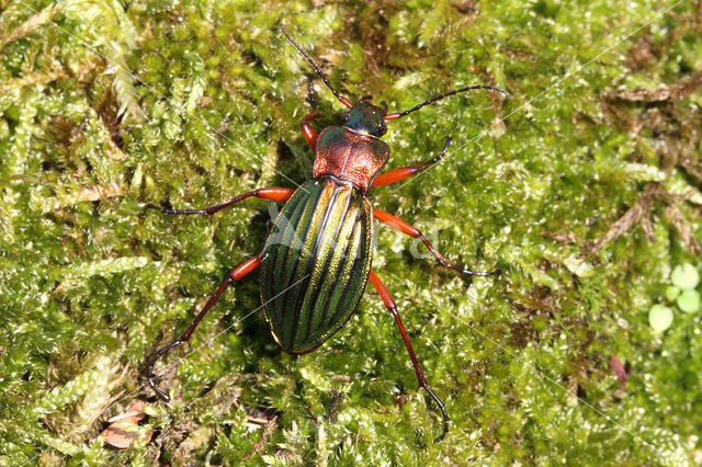 Carabus auronitens