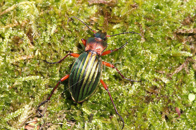 Goudglanzende Schallebijter