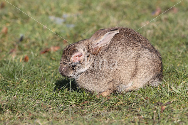 Konijn (Oryctolagus cuniculus)