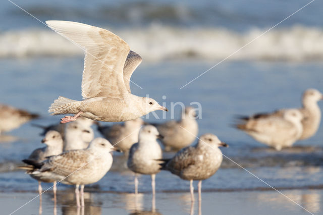 Iceland Gull (Larus glaucoides)