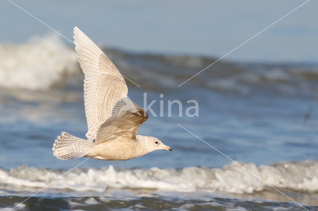 Iceland Gull (Larus glaucoides)