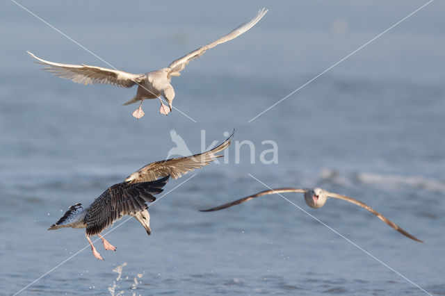 Kleine Burgemeester (Larus glaucoides)