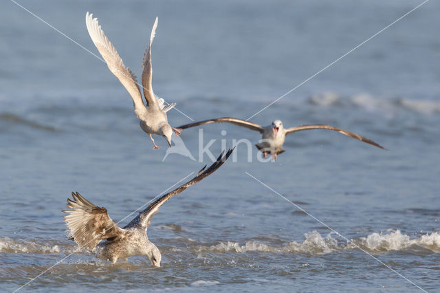 Kleine Burgemeester (Larus glaucoides)