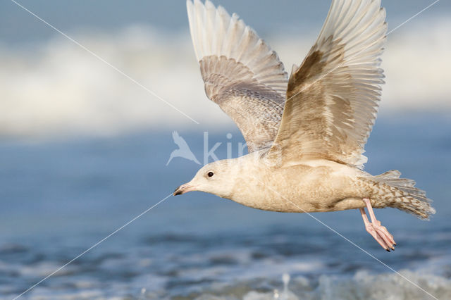 Kleine Burgemeester (Larus glaucoides)