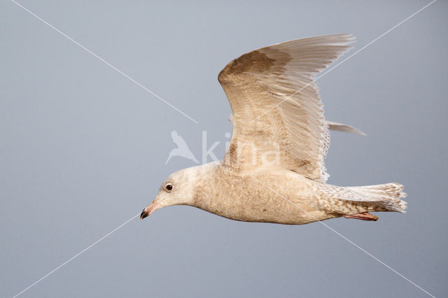 Kleine Burgemeester (Larus glaucoides)