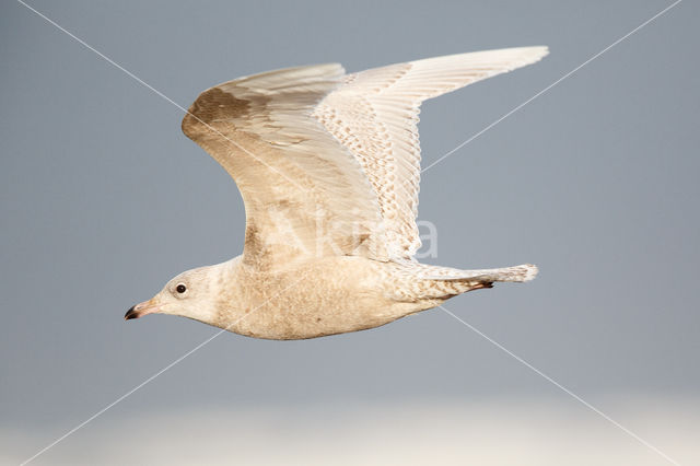 Kleine Burgemeester (Larus glaucoides)