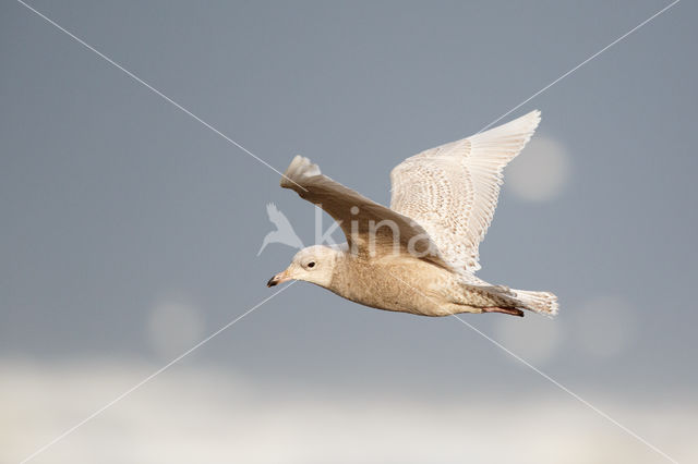 Kleine Burgemeester (Larus glaucoides)