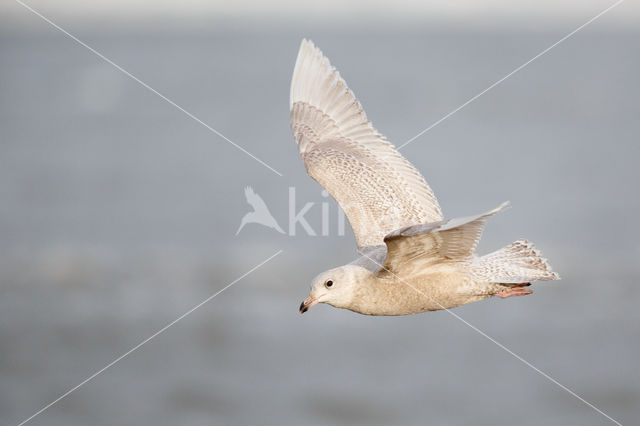 Kleine Burgemeester (Larus glaucoides)