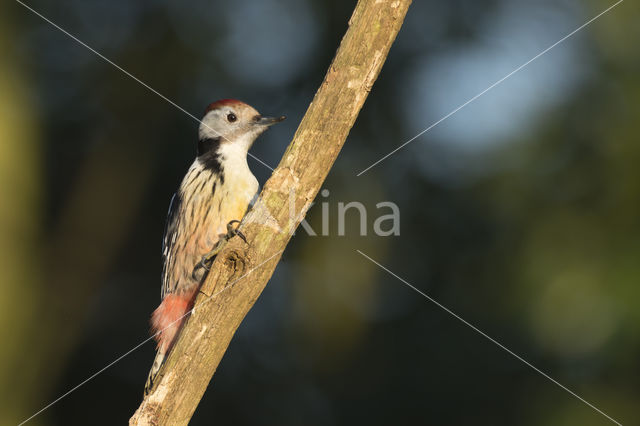 Middelste Bonte Specht (Dendrocopos medius)