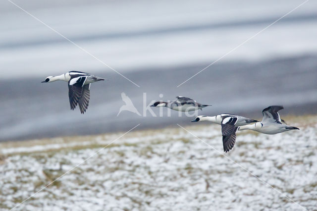 Smew (Mergellus albellus)