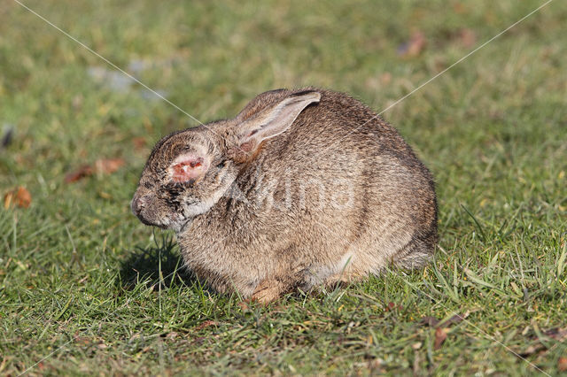 Konijn (Oryctolagus cuniculus)