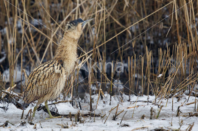 Roerdomp (Botaurus stellaris)