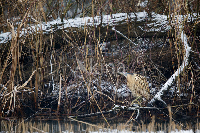 Bittern (Botaurus stellaris)