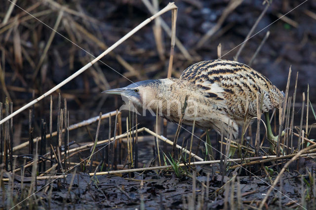 Bittern (Botaurus stellaris)