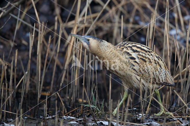 Roerdomp (Botaurus stellaris)