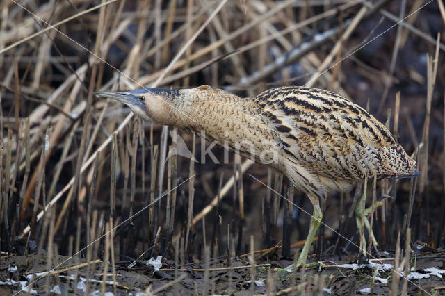 Bittern (Botaurus stellaris)