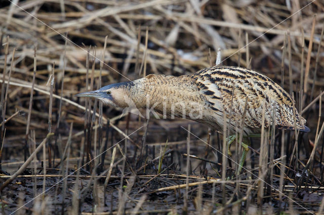Bittern (Botaurus stellaris)