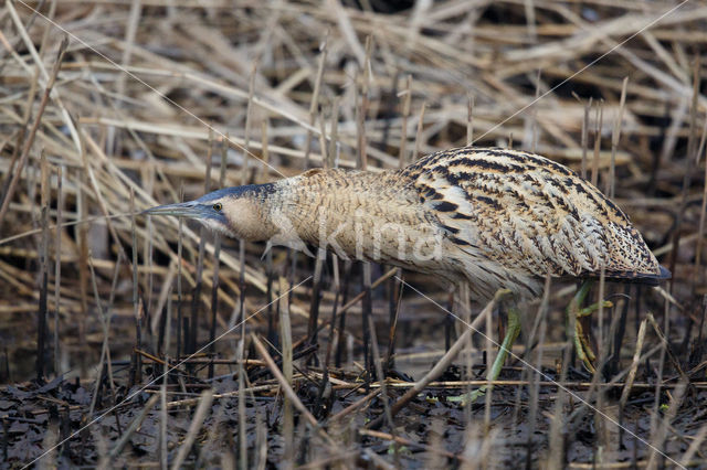 Bittern (Botaurus stellaris)