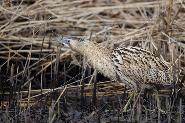 Roerdomp (Botaurus stellaris)