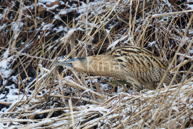 Bittern (Botaurus stellaris)