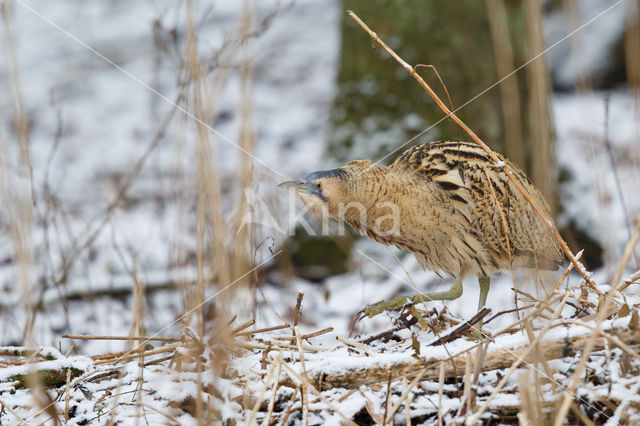 Bittern (Botaurus stellaris)