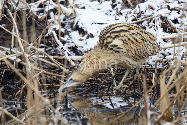 Bittern (Botaurus stellaris)