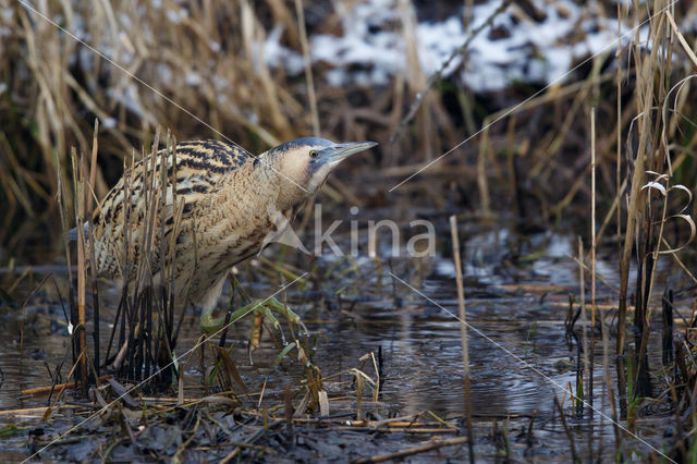 Bittern (Botaurus stellaris)