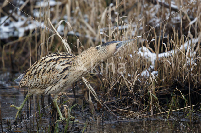 Bittern (Botaurus stellaris)